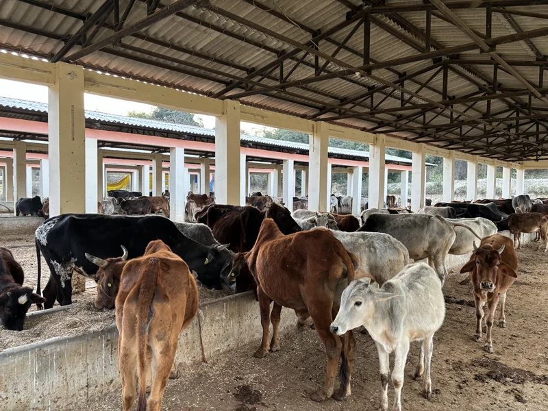गोशाला परिसर में खड़े गोवंश