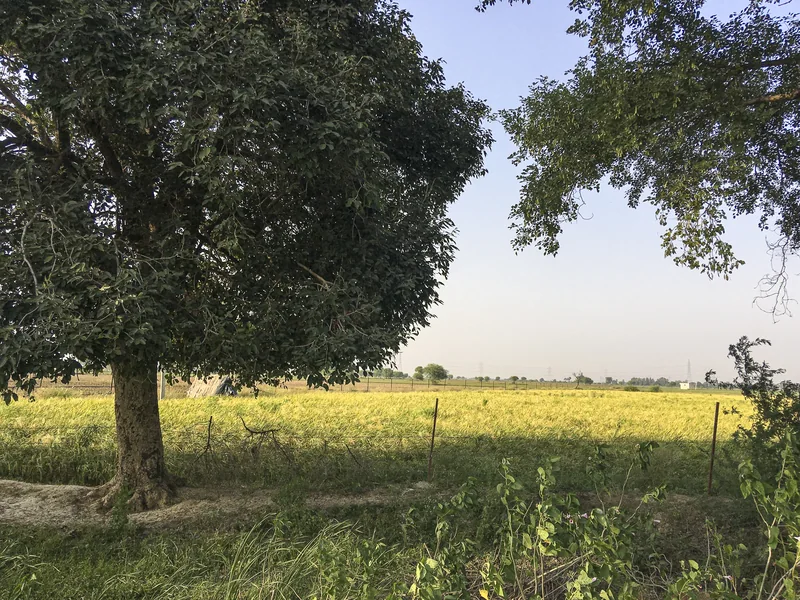 खेत में लगी धान की फसल और तार की बाड़